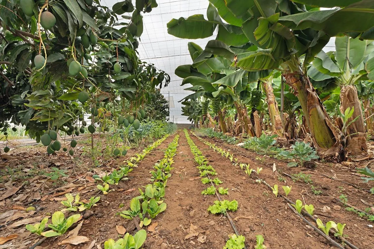 Lägenhet Finca La Calabacera Roja Santa Cruz de Tenerife